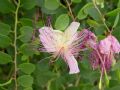 Capparis spinosa